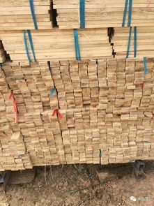 中文木业大量出售精品优质杨木条,四面见线,没有虫眼,没有树皮,没有斜边,没有蓝变 其它 网